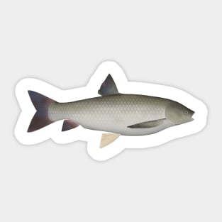 Grass Carp Sticker